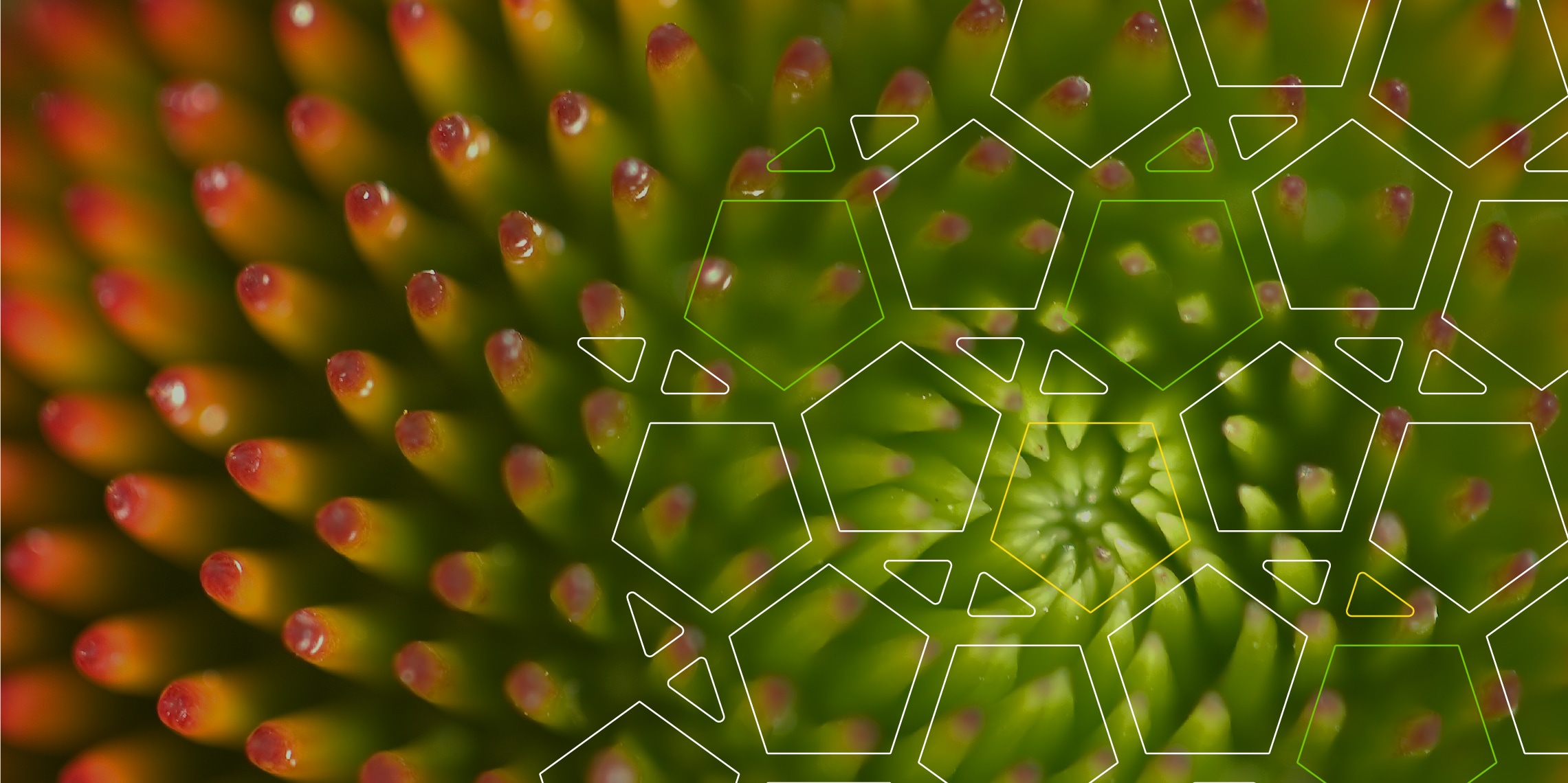 another example of visual identity for Ursa Health visually inspired by the organic nature